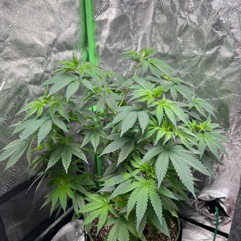 Lucy AKA Dinkinesh AKA AL 288-1 growlog timeline photo