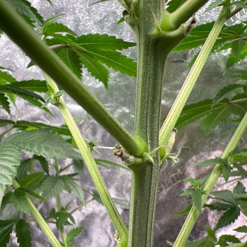 Lucy AKA Dinkinesh AKA AL 288-1 growlog timeline photo