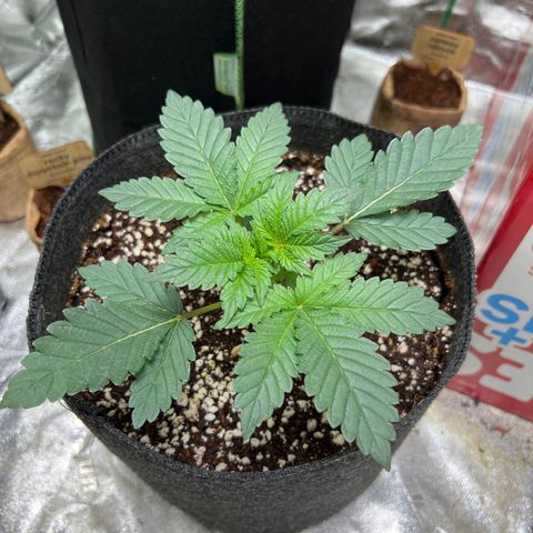 Lemon Breeze growlog photo: Up to 4 nodes 