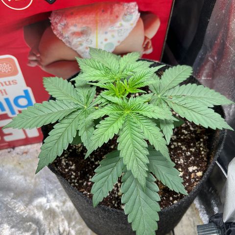Lemon Breeze growlog photo: Up to 4 nodes 