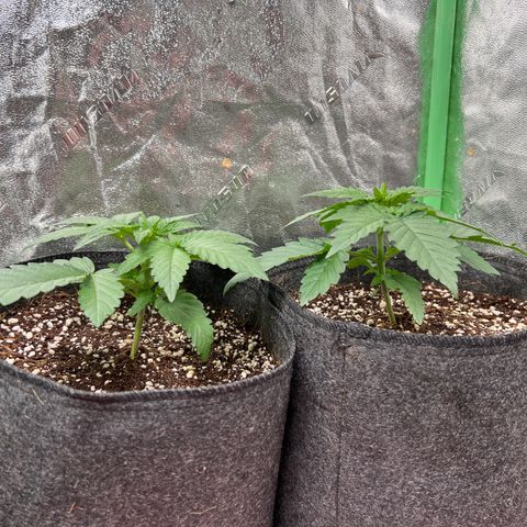 Lemon Breeze growlog photo: Up to 4 nodes 
