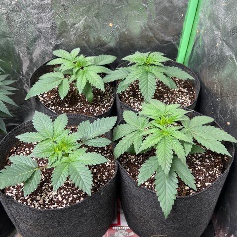 Lemon Breeze growlog timeline photo