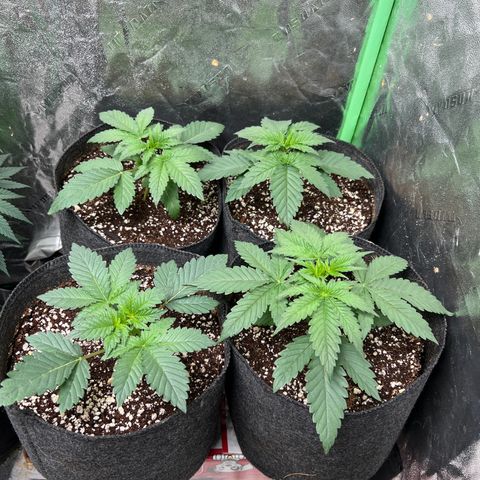 Lemon Breeze growlog timeline photo