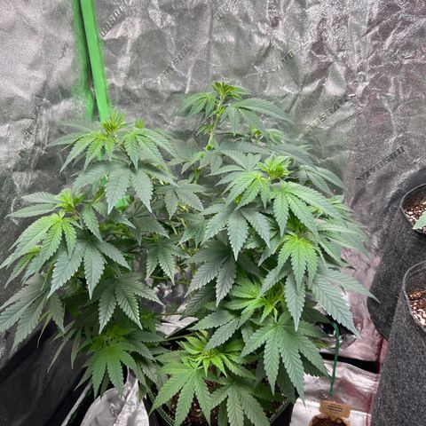 Lucy AKA Dinkinesh AKA AL 288-1 growlog timeline photo