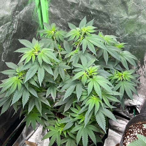 Lucy AKA Dinkinesh AKA AL 288-1 growlog timeline photo