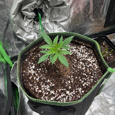 Pete growlog timeline photo