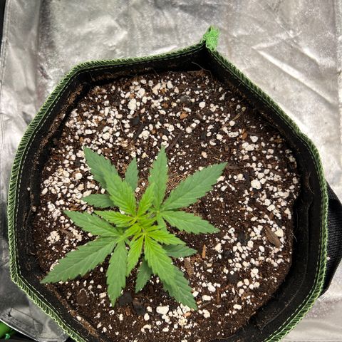 Pete growlog timeline photo