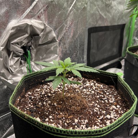 Pete growlog timeline photo
