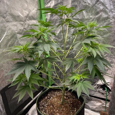 Lucy AKA Dinkinesh AKA AL 288-1 growlog photo: Trimmed and thinned out 