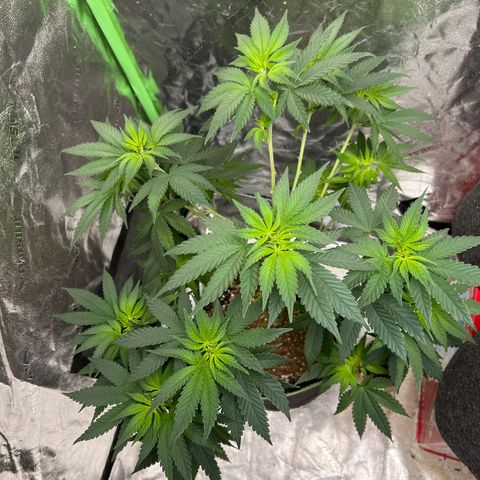 Lucy AKA Dinkinesh AKA AL 288-1 growlog photo: Trimmed and thinned out 