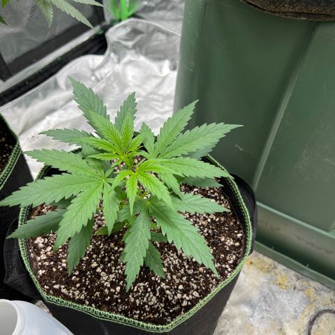 Pete growlog timeline photo