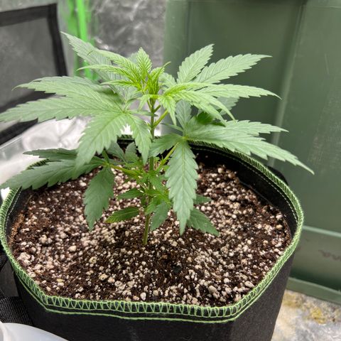 Pete growlog timeline photo