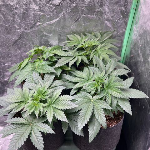 Lemon Breeze growlog timeline photo