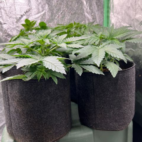 Lemon Breeze growlog timeline photo