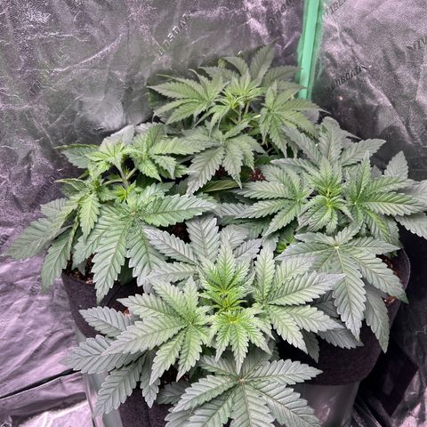 Lemon Breeze growlog timeline photo