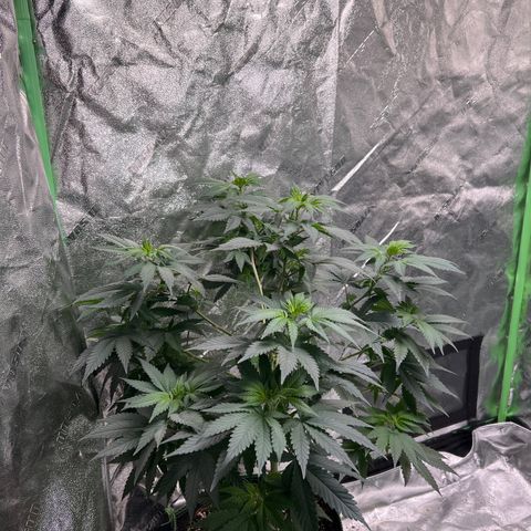 Lucy AKA Dinkinesh AKA AL 288-1 growlog timeline photo