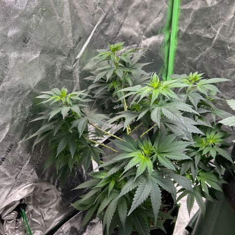 Lucy AKA Dinkinesh AKA AL 288-1 growlog timeline photo
