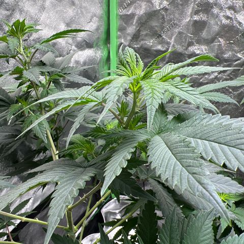Lucy AKA Dinkinesh AKA AL 288-1 growlog timeline photo