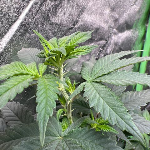 Lucy AKA Dinkinesh AKA AL 288-1 growlog timeline photo