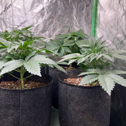 Lemon Breeze growlog timeline photo