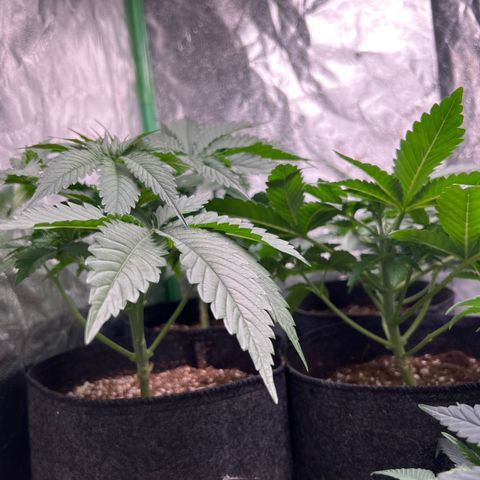 Lemon Breeze growlog timeline photo