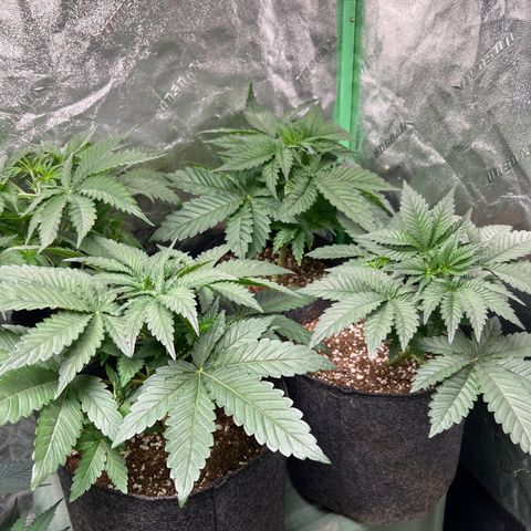 Lemon Breeze growlog timeline photo