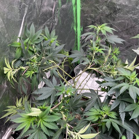 Lucy AKA Dinkinesh AKA AL 288-1 growlog timeline photo