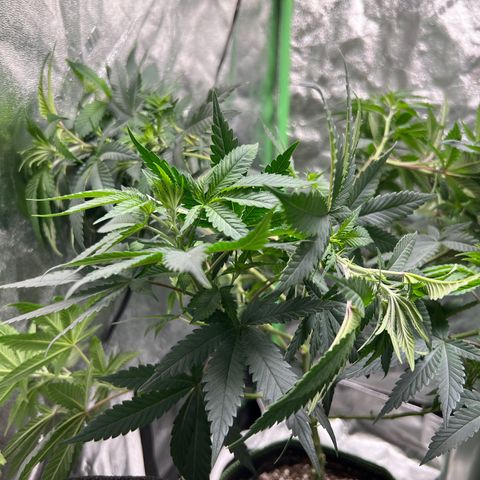 Lucy AKA Dinkinesh AKA AL 288-1 growlog timeline photo
