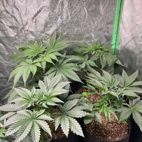 Lemon Breeze growlog timeline photo