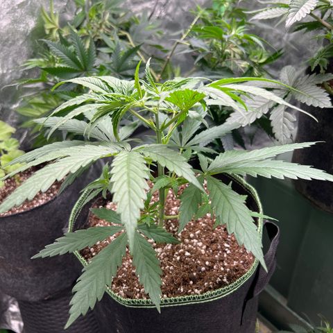 Pete growlog timeline photo
