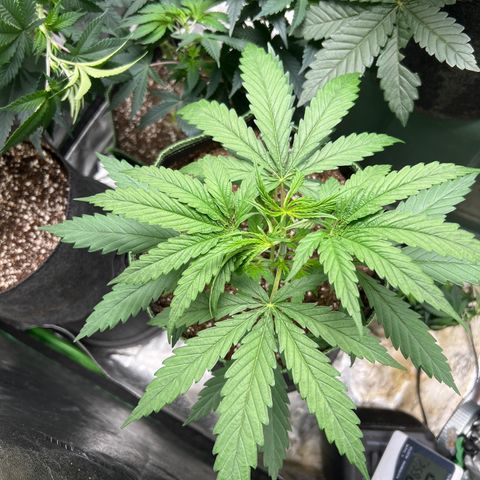 Pete growlog timeline photo