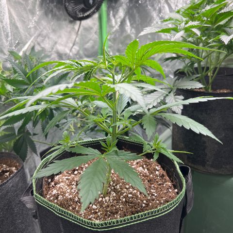 Pete growlog timeline photo