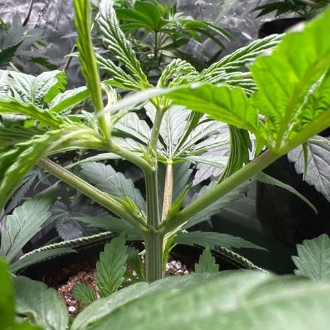 Pete growlog timeline photo