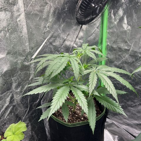 Pete growlog timeline photo