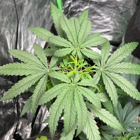 Pete growlog timeline photo