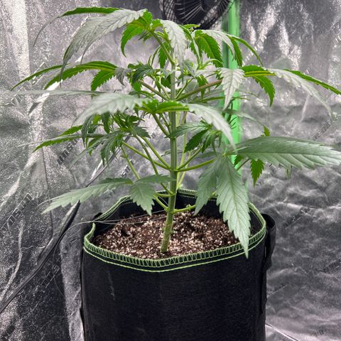 Pete growlog timeline photo