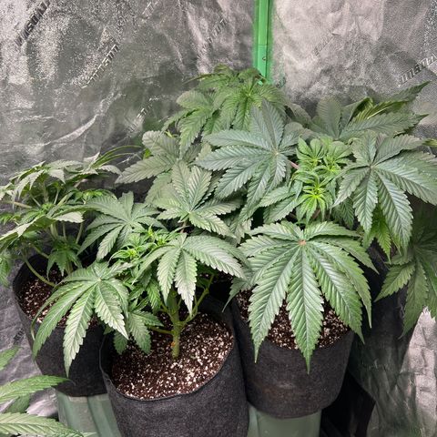 Lemon Breeze growlog timeline photo