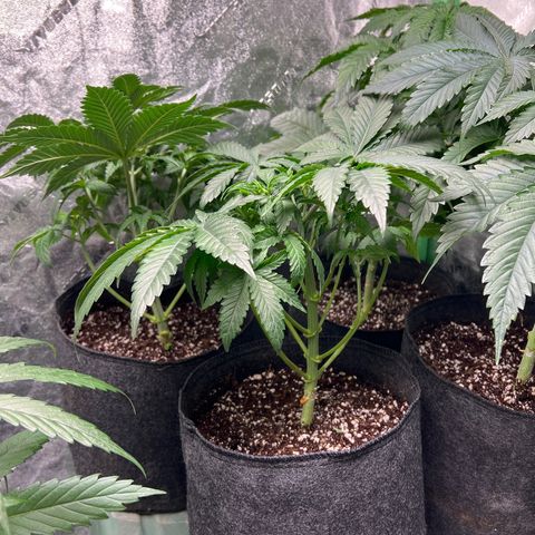 Lemon Breeze growlog timeline photo