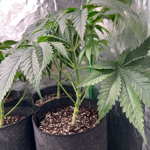 Lemon Breeze growlog timeline photo