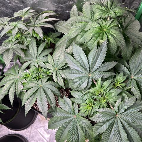 Lemon Breeze growlog timeline photo