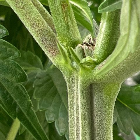 Lemon Breeze growlog timeline photo