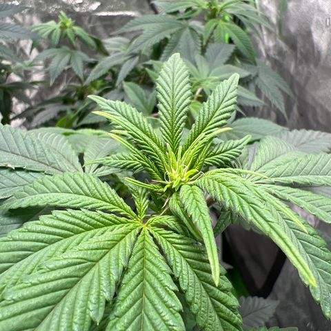 Lucy AKA Dinkinesh AKA AL 288-1 growlog timeline photo