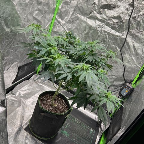Lucy AKA Dinkinesh AKA AL 288-1 growlog timeline photo