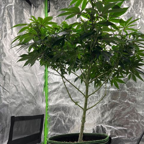 Lucy AKA Dinkinesh AKA AL 288-1 growlog timeline photo