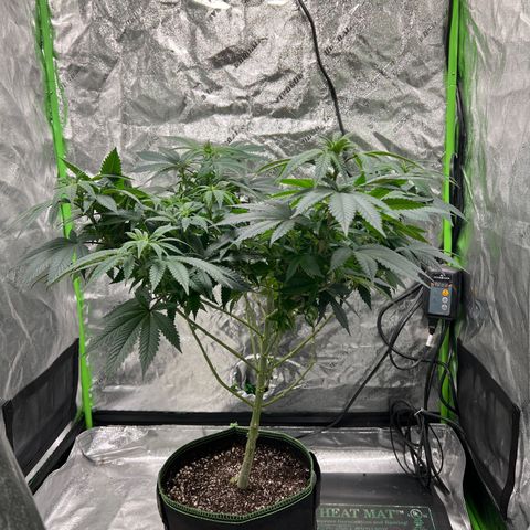 Lucy AKA Dinkinesh AKA AL 288-1 growlog timeline photo