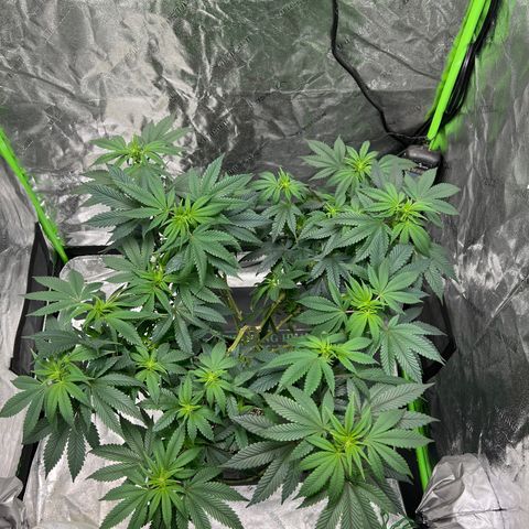 Lucy AKA Dinkinesh AKA AL 288-1 growlog timeline photo