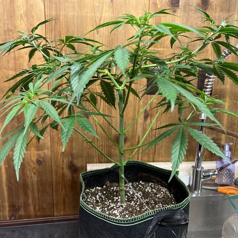 Pete growlog timeline photo