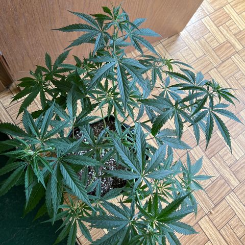 Pete growlog timeline photo