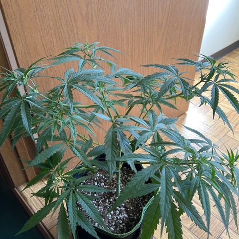 Pete growlog timeline photo