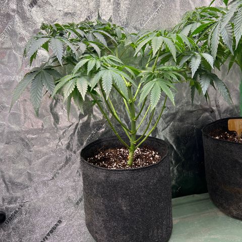 Lemon Breeze growlog timeline photo